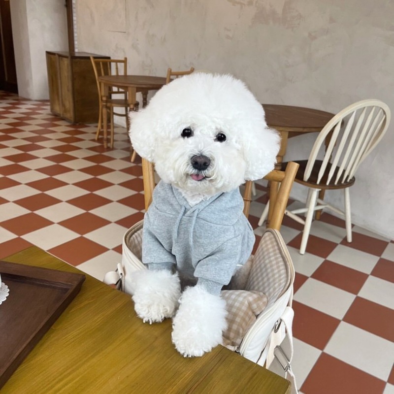 Winter Clothing Boys - Letter Hoodie Pet Clothing Dogs Fashion