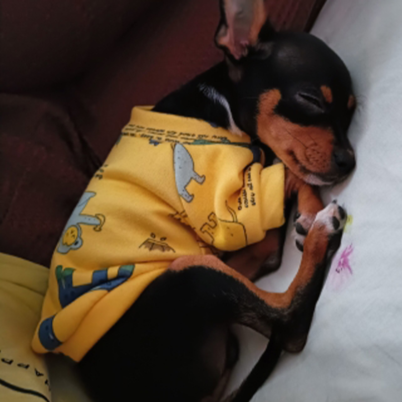 Xs Dog Clothes for Small Dogs  - Winter Clothing Boys review and price